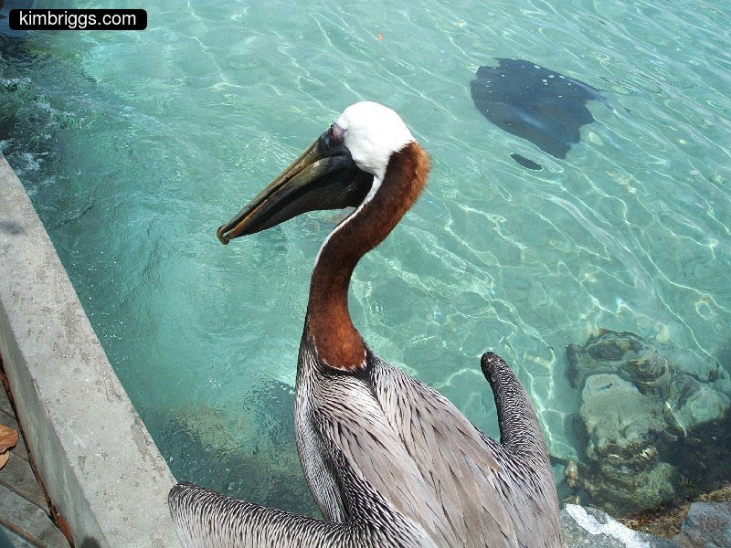 25 pelican coral world