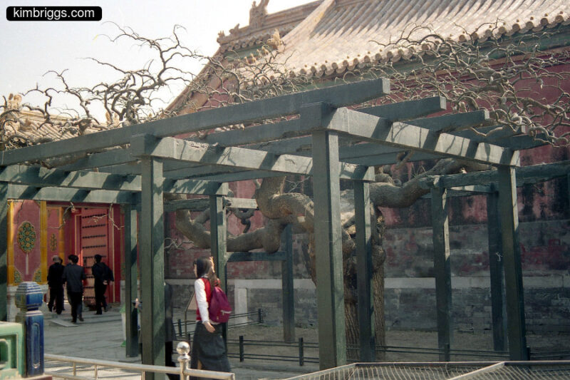 Wooden arbor holding up curly tree.