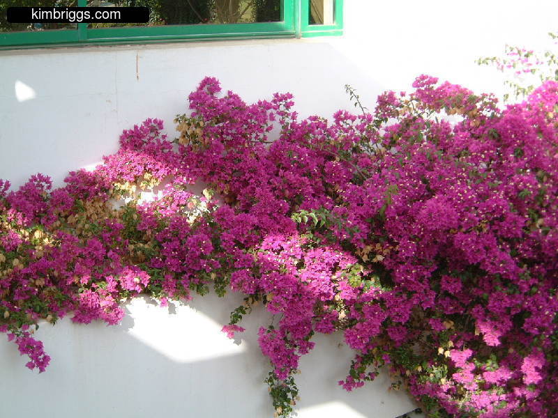 Bright pink flowers in front of white wall.