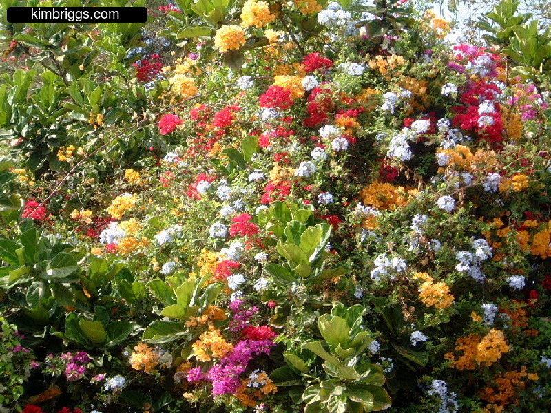 Bushes with many colorful flowers.