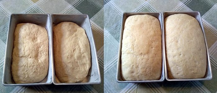 bread dough rise
