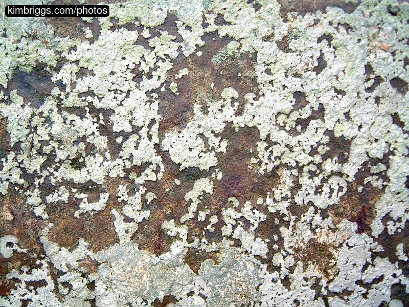 Rock covered in lichens.
