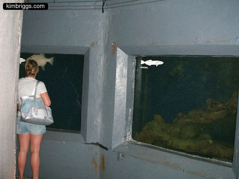 coral world reef observatory 015