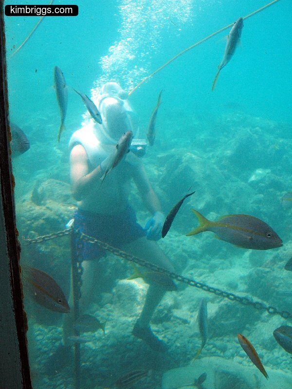 coral world sea trek 006