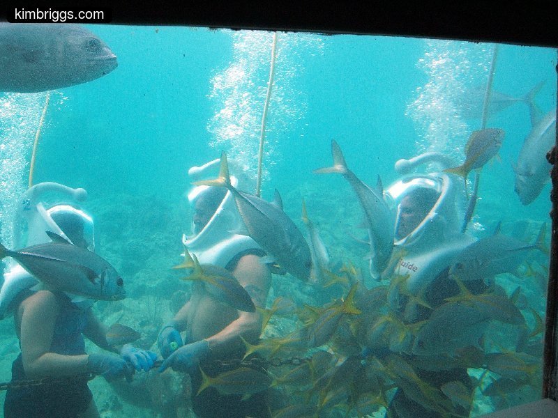 coral world sea trek 008