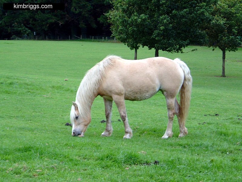 Pale white horse eating grass