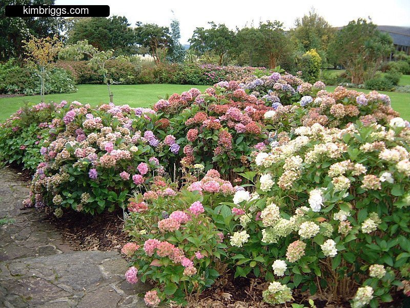 Multi-colored hydrangea bushes.