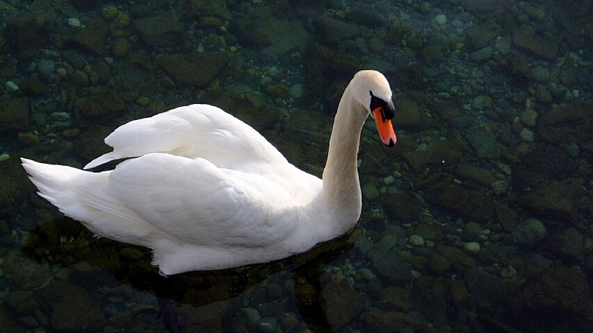 geneve jardin botanique 2 850