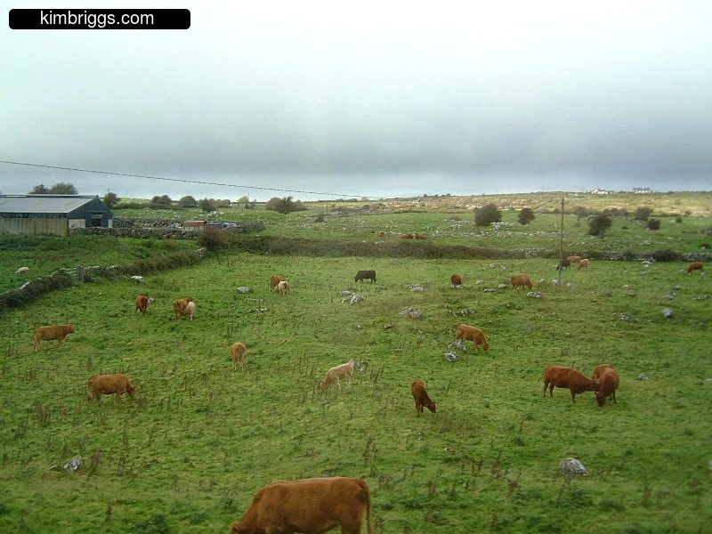 Brown cattle in Irish countryside.