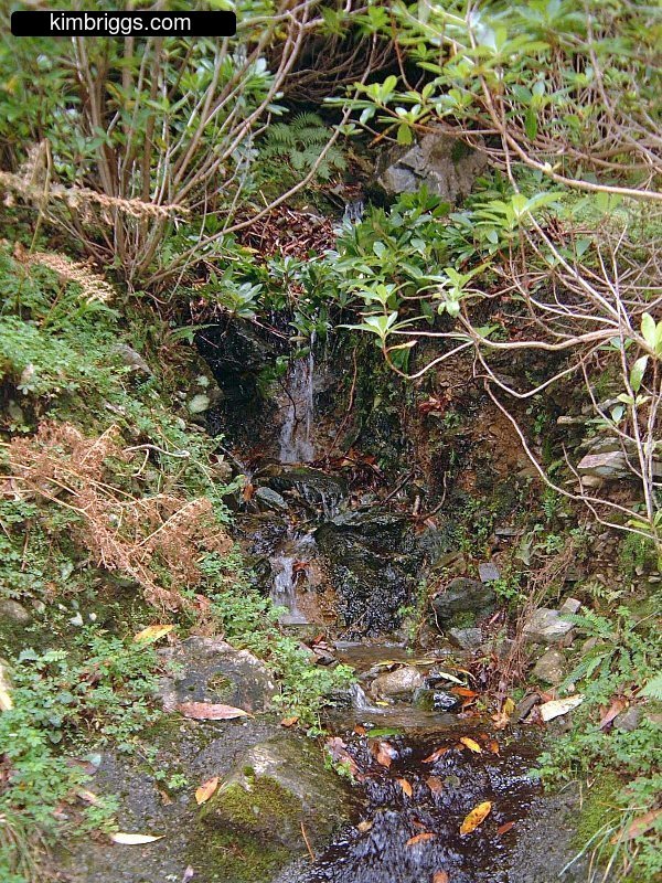 Tiny brook in green surroundings.