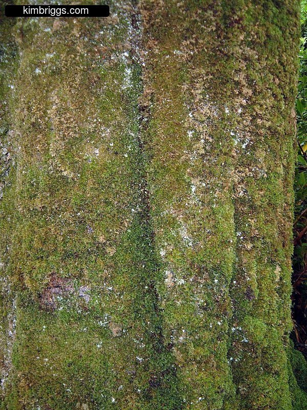 Large tree covered in moss.