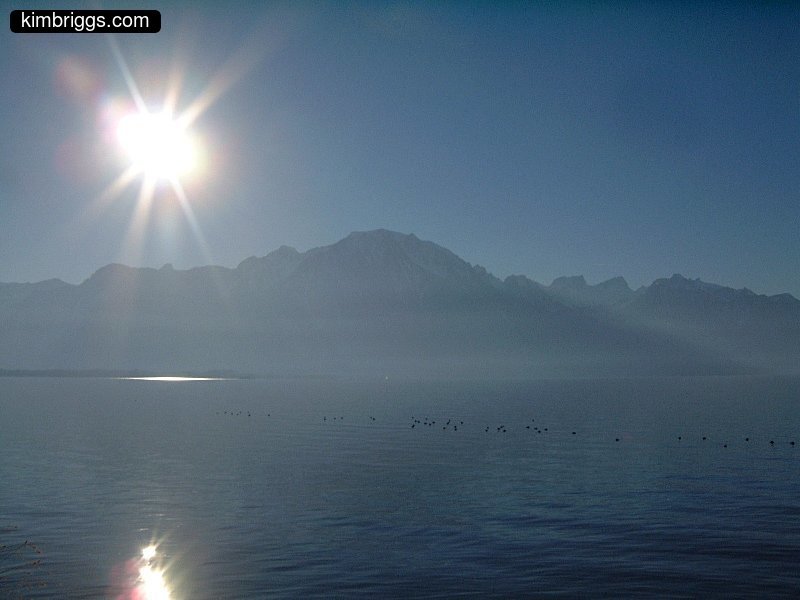 Birds on a hazy lake with lens glare.