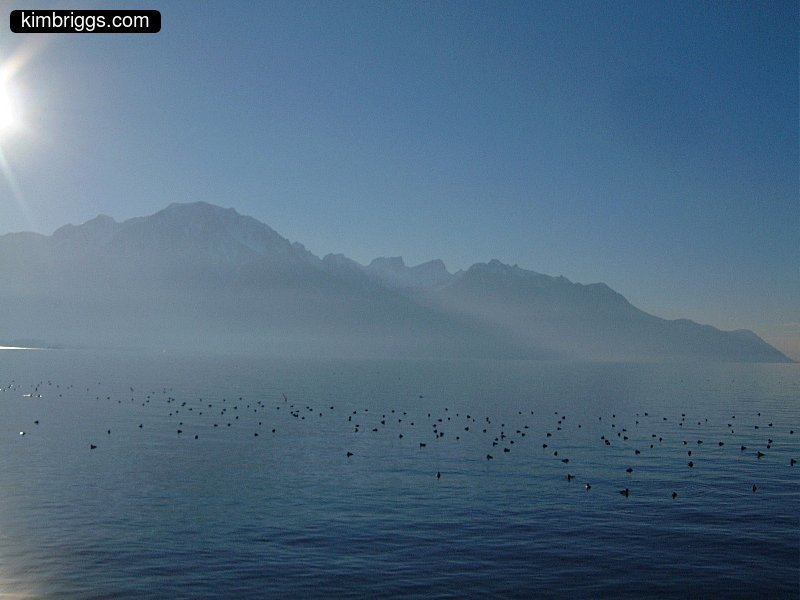 Many birds on a misty lake.