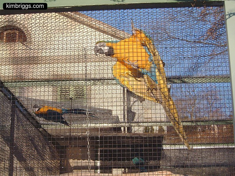 Bright yellow parrots in outdoor cage.