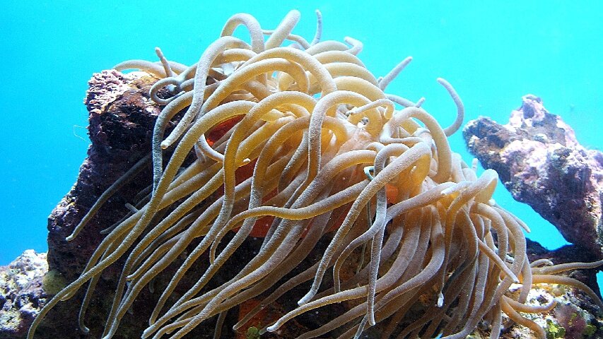 sea anemone 850