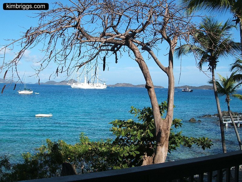 Leaf-less tree on Caribbean island shore.