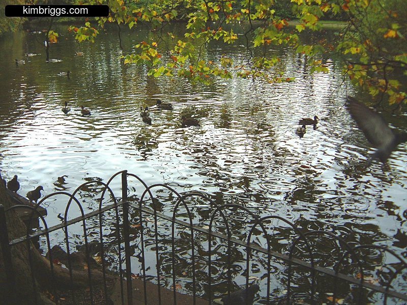 Ducks in a pond.