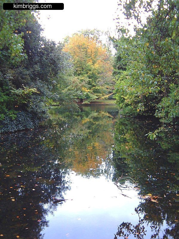 Trees reflecting in small pond.