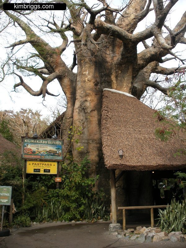 Kilimanjaro Safaris Animal Kingdom Africa.